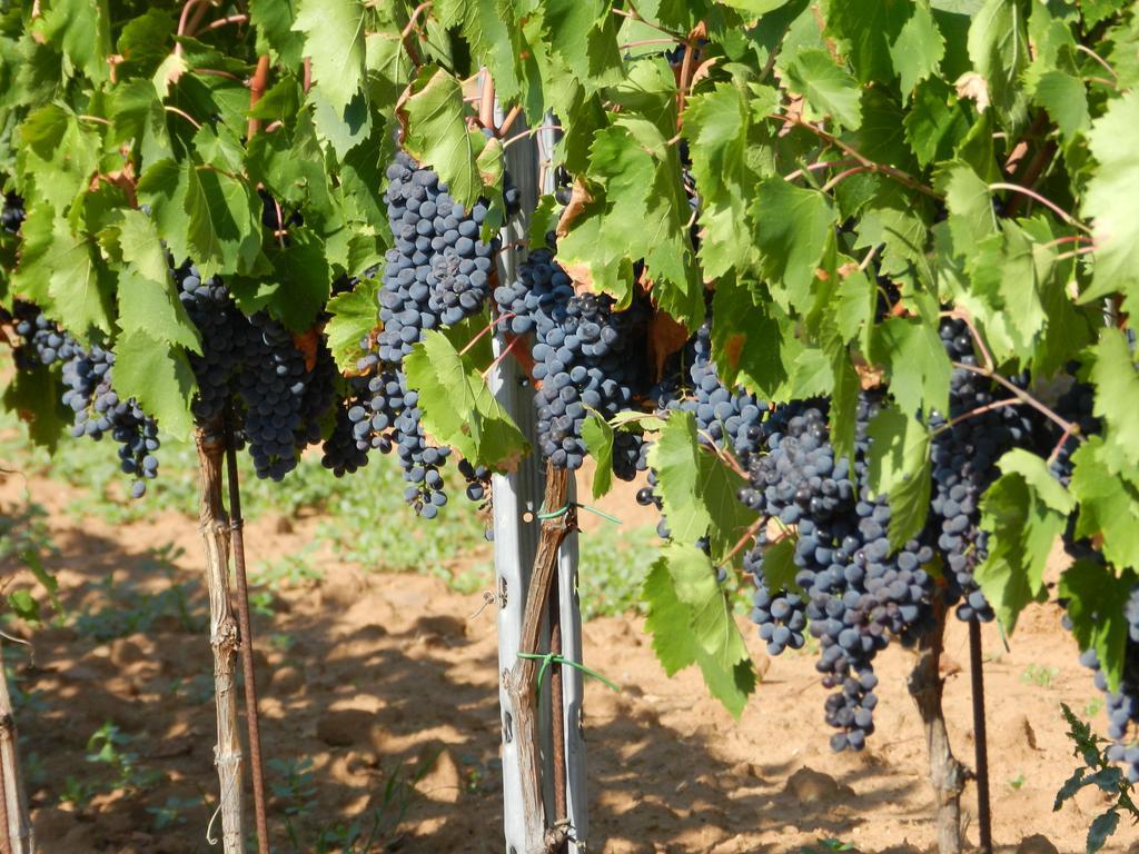 Agriturismo Fusini ماليانو إن توسكانا المظهر الخارجي الصورة