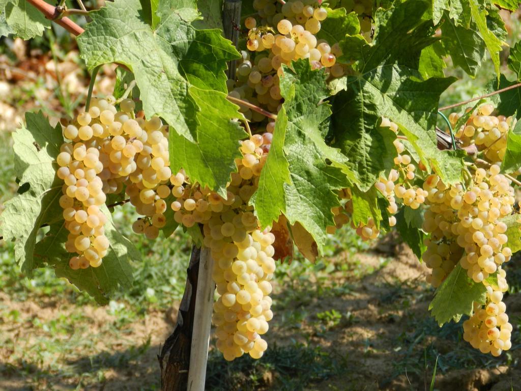 Agriturismo Fusini ماليانو إن توسكانا المظهر الخارجي الصورة
